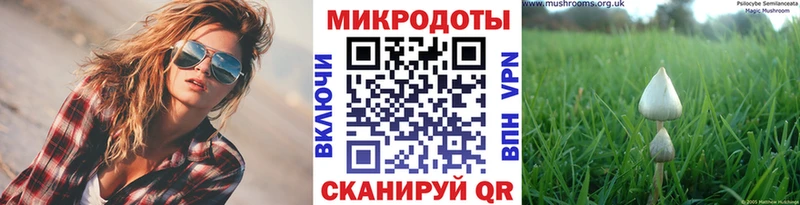 Псилоцибиновые грибы Psilocybine cubensis  Пустошка 